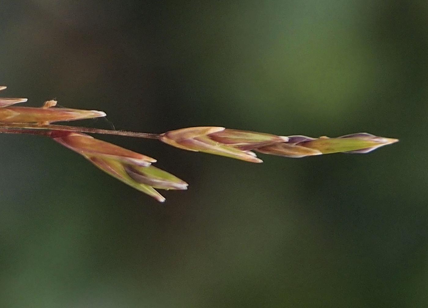 Moor Grass, Purple fruit